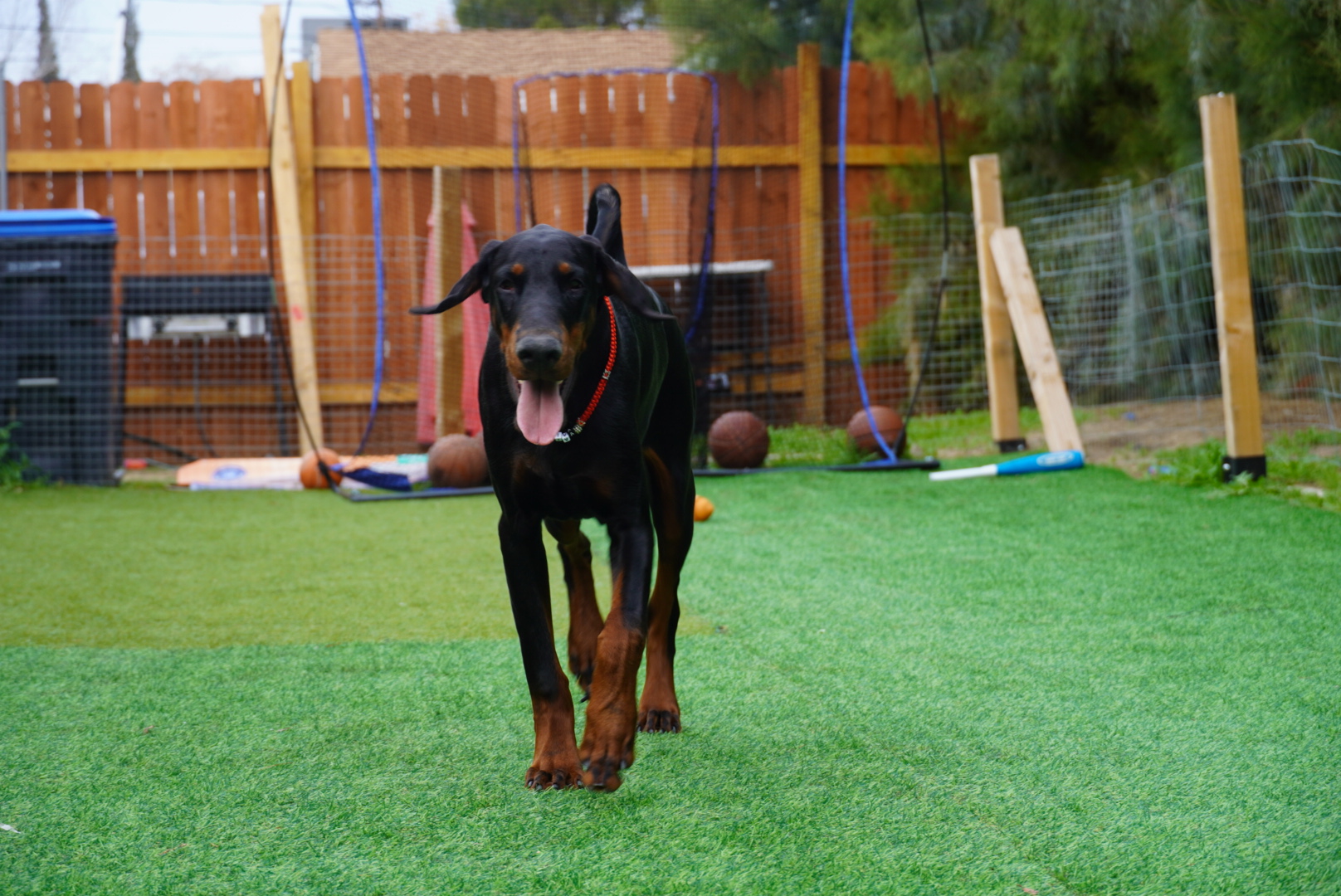 Diva approaching the camera, ears relaxed