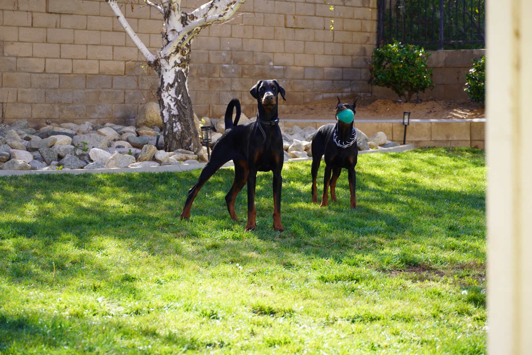 Diva standing with a companion in the yard