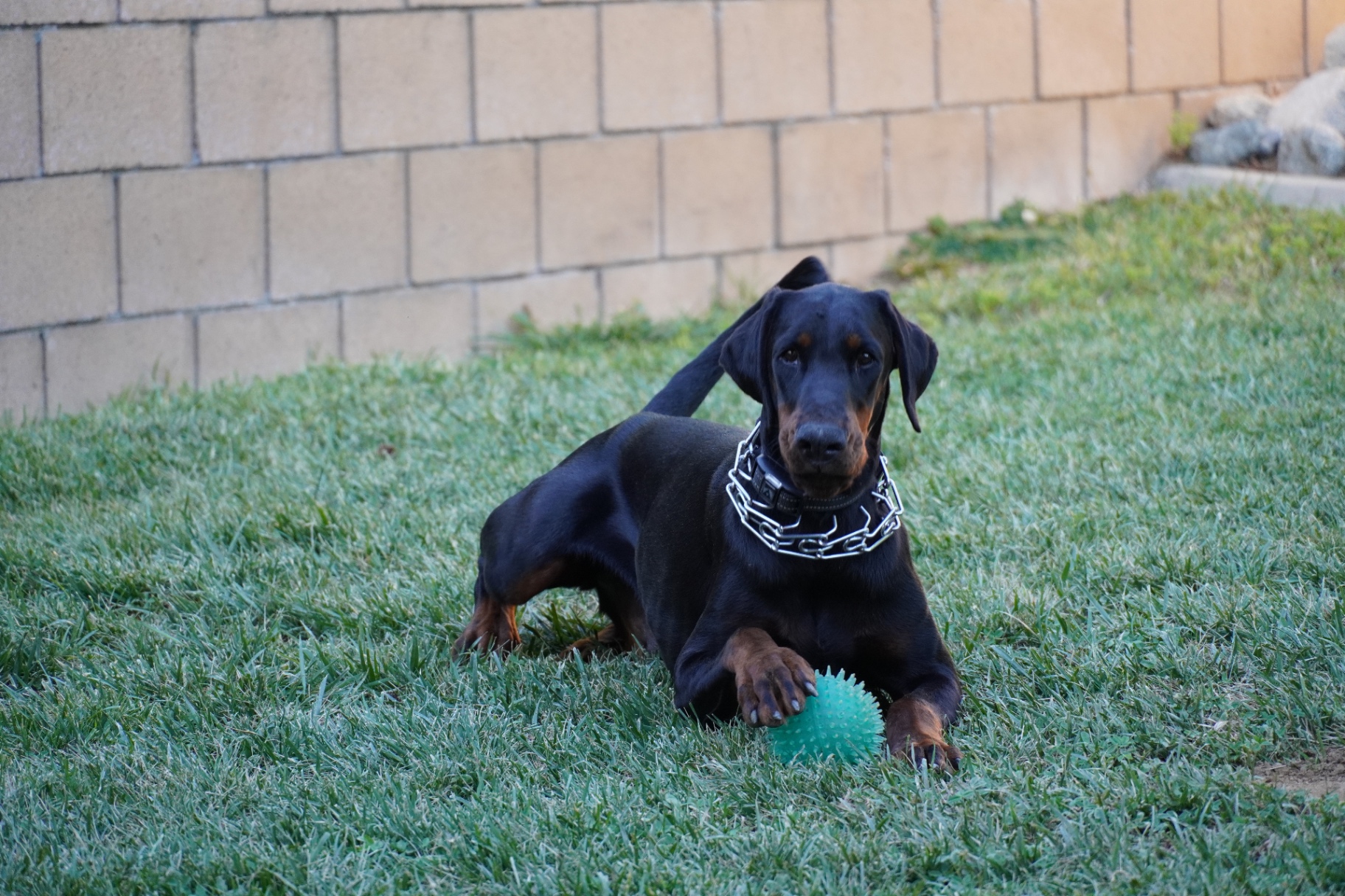 Diva resting in the grass with her toy