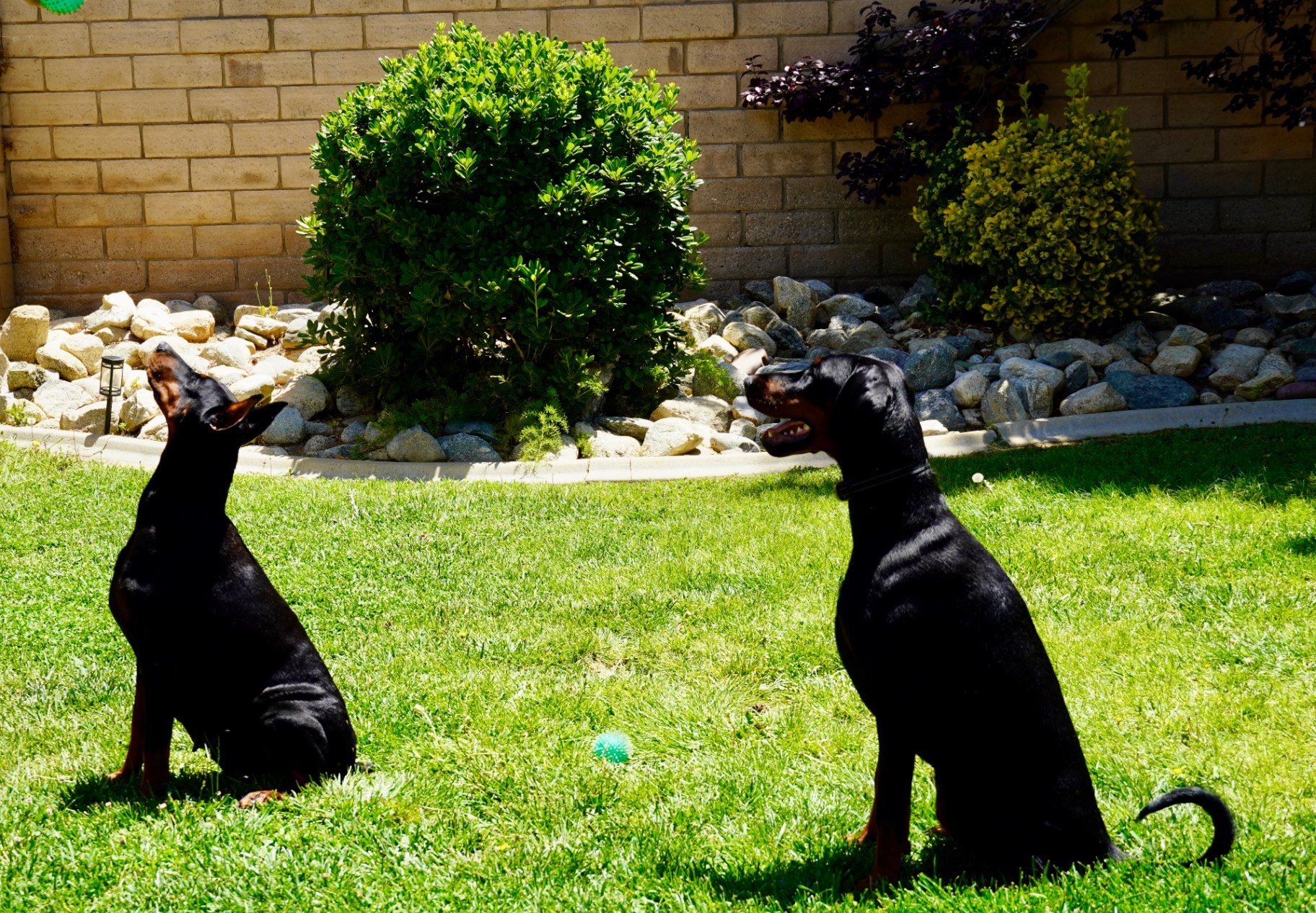 Diva and Bonnie sitting together in the backyard