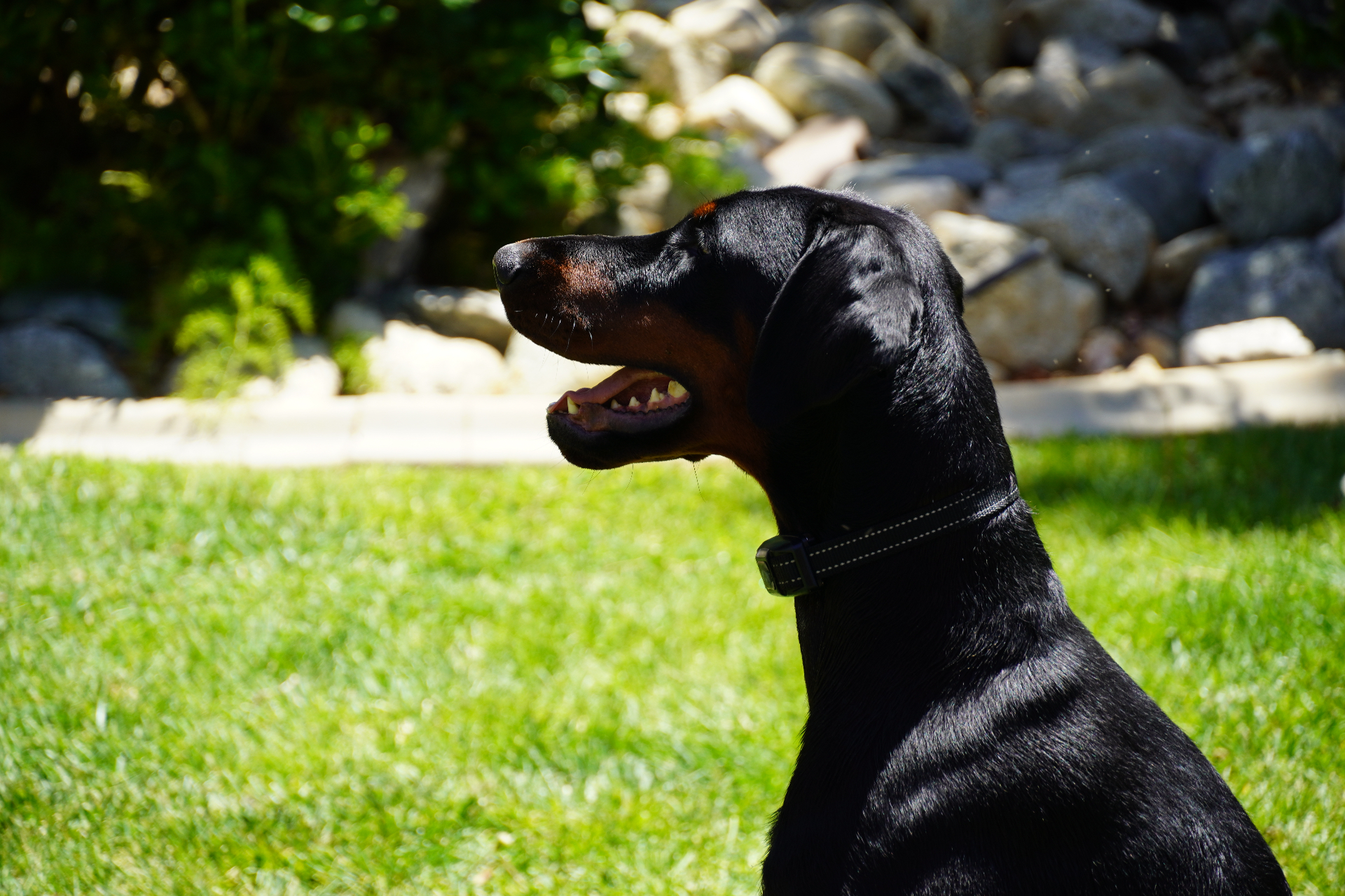 Diva's profile in the sunshine, mouth open and happy