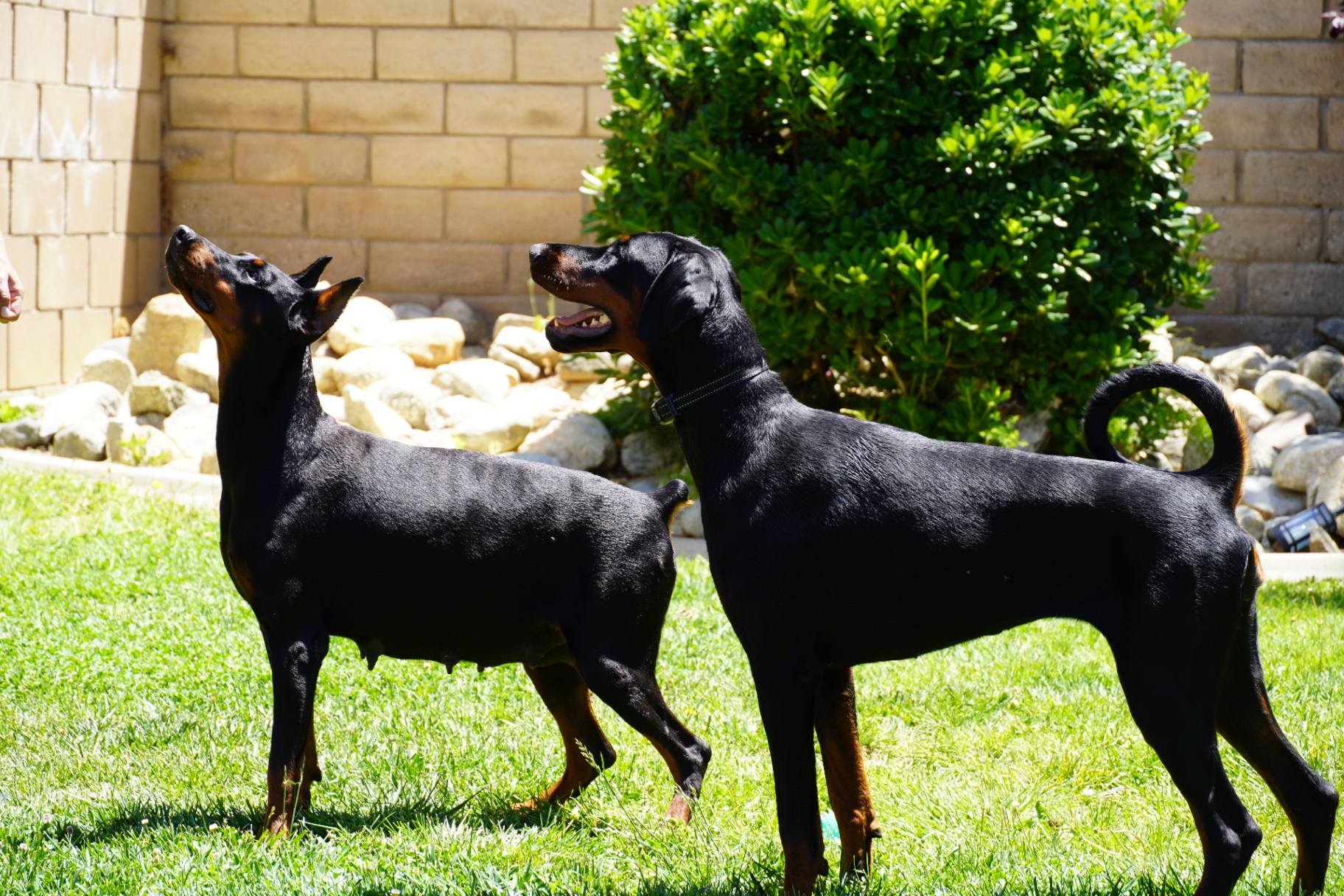 Diva and Bonnie standing together in the yard