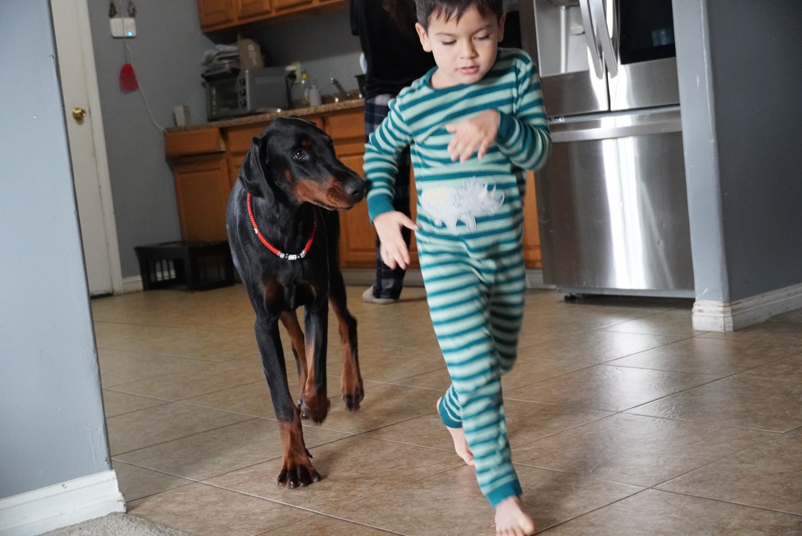Diva walking alongside our son through the kitchen