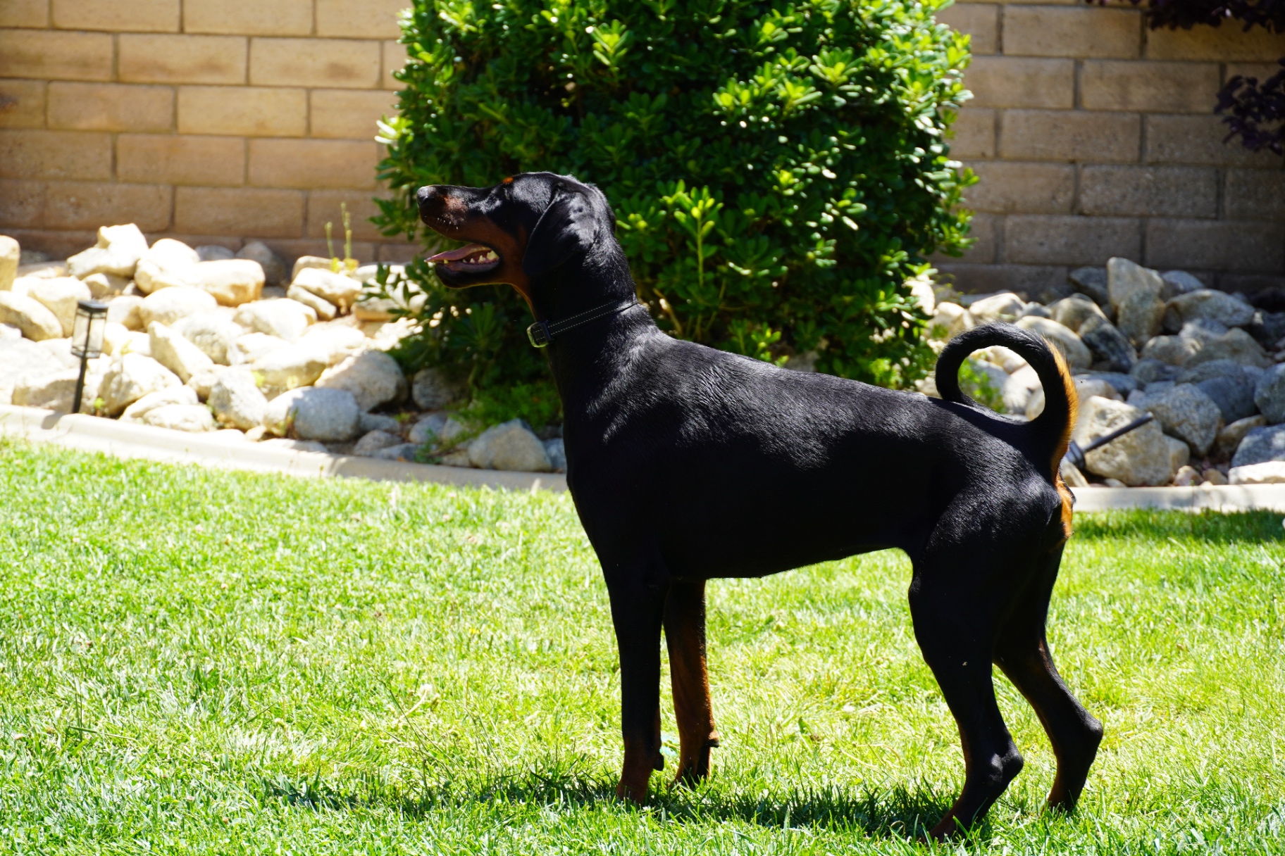 Diva Spirit of Prowess, our imported Ukrainian European Doberman champion