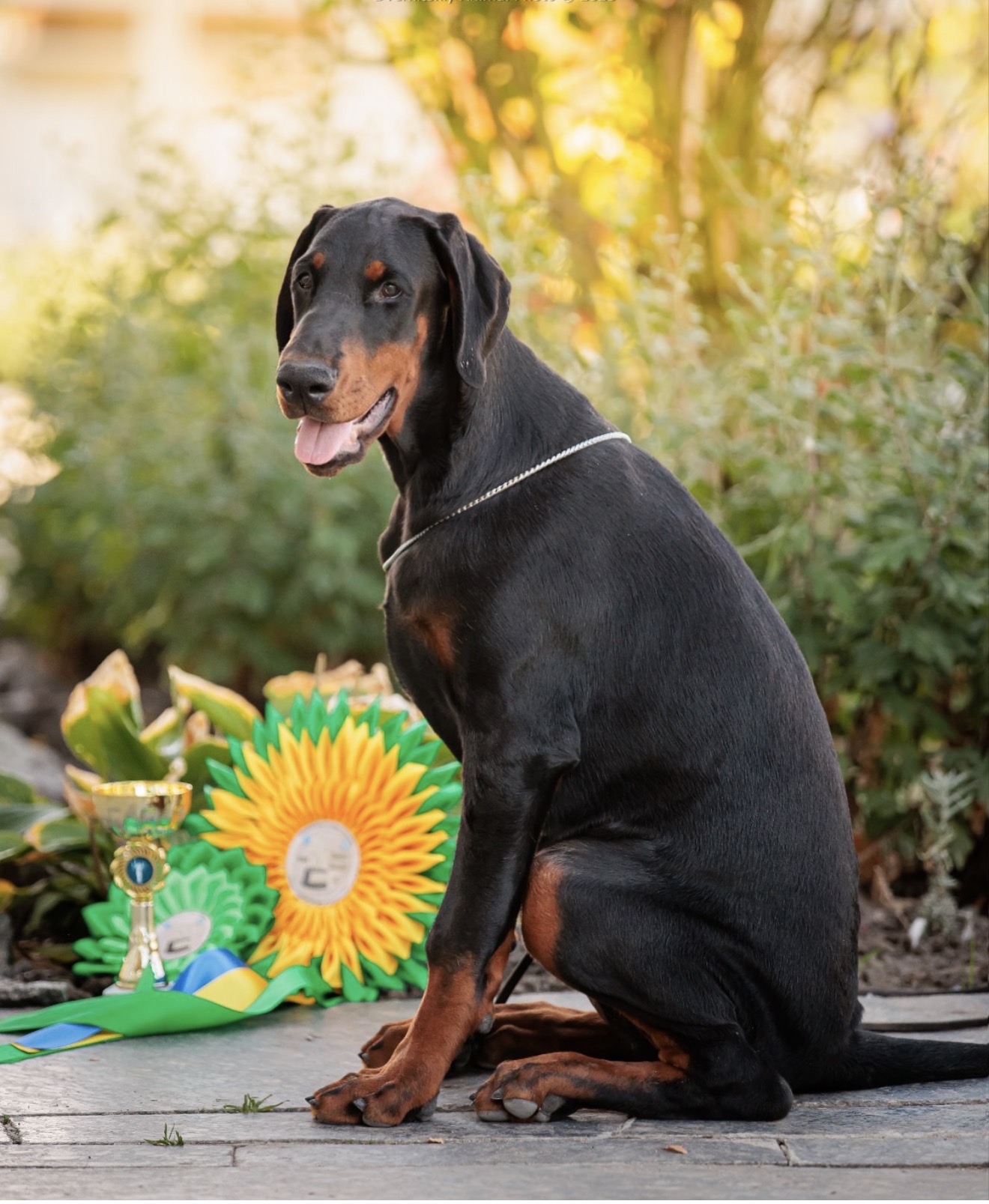 Diva posed beside her winning rosette and trophy after a Ukrainian show