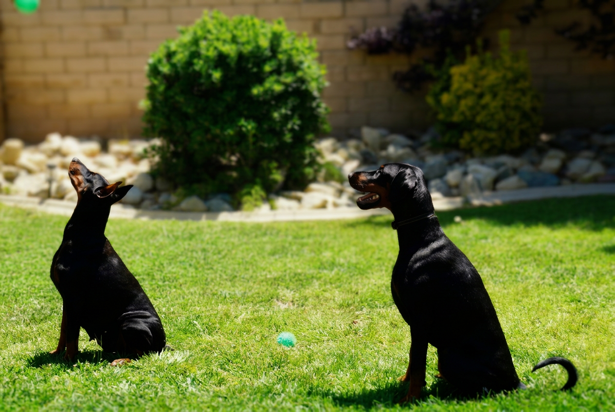 Bonnie and Diva, our European Dobermans, at home