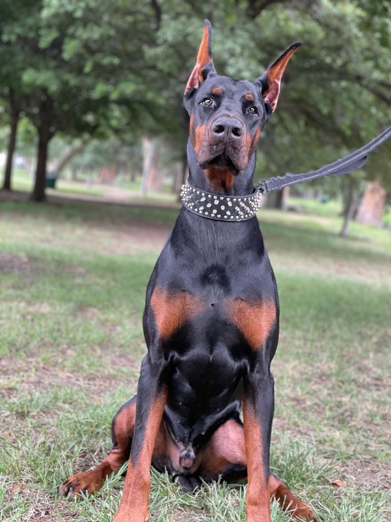 Pride of Russia War Craft sitting in a park — European Doberman sire