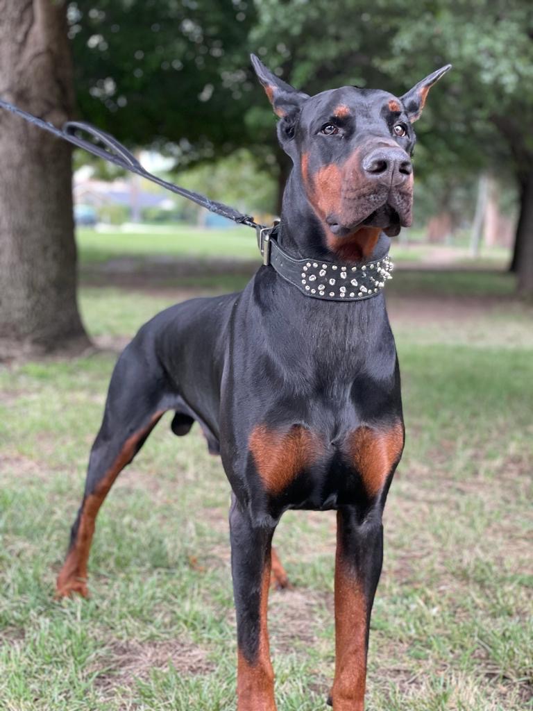Pride of Russia War Craft standing — European Doberman conformation