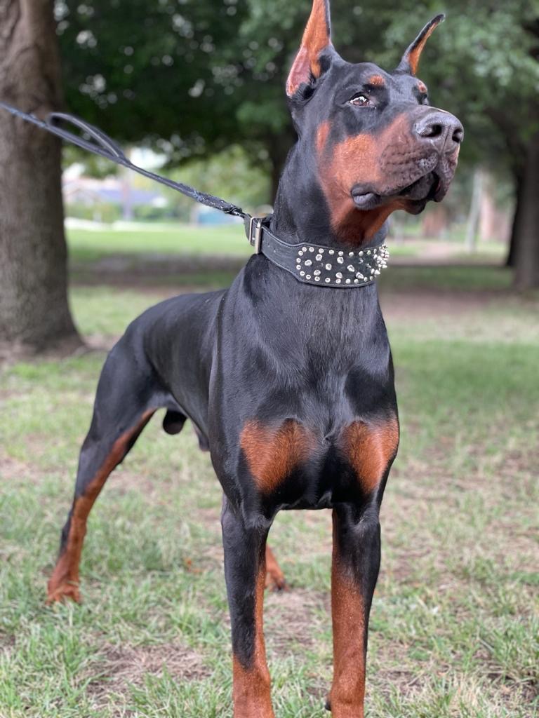 Pride of Russia War Craft profile view — European Doberman head and structure
